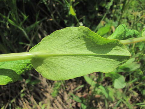 Image of Puccinia bupleuri (Opiz) F. Rudolphi 1829