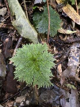 Image de Dendrohypopterygium filiculiforme Kruijer 2002