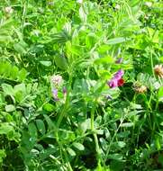 Imagem de Vicia sativa subsp. sativa