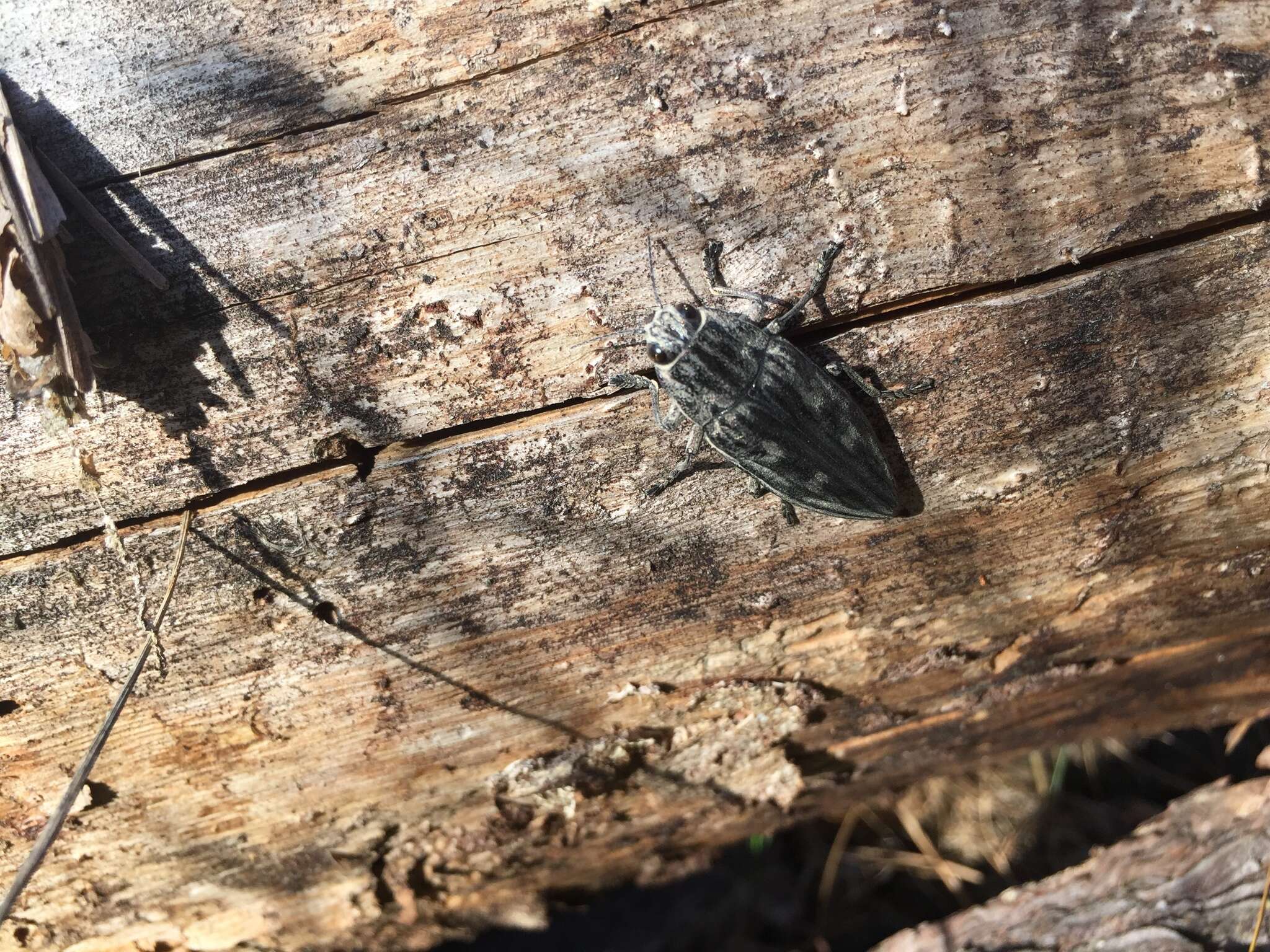 Image of Flatheaded Pine Borer