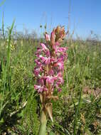 Image of Satyrium erectum Sw.