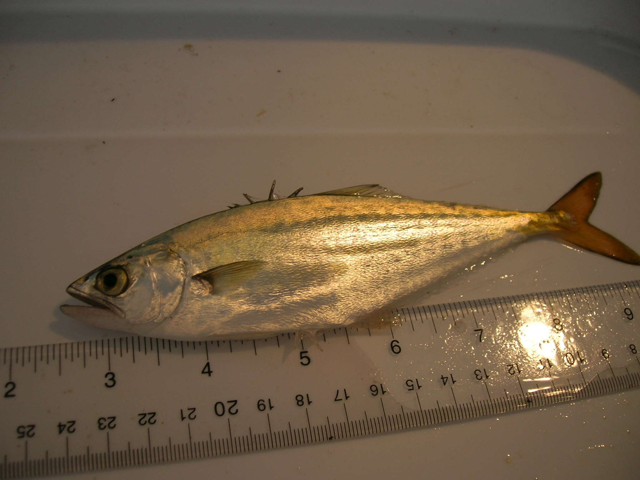 Image of Leatherjacket fish