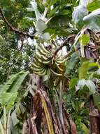 Musa acuminata subsp. halabanensis (Meijer) M. Hotta resmi