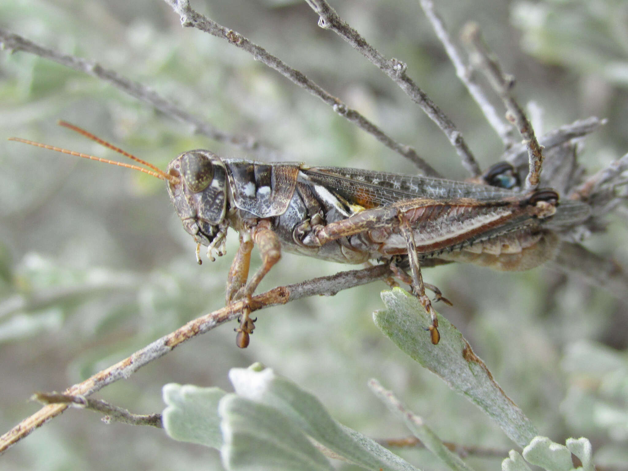 Melanoplus bowditchi canus Hebard 1925的圖片