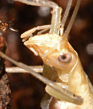 Image of Davis's Tree Cricket