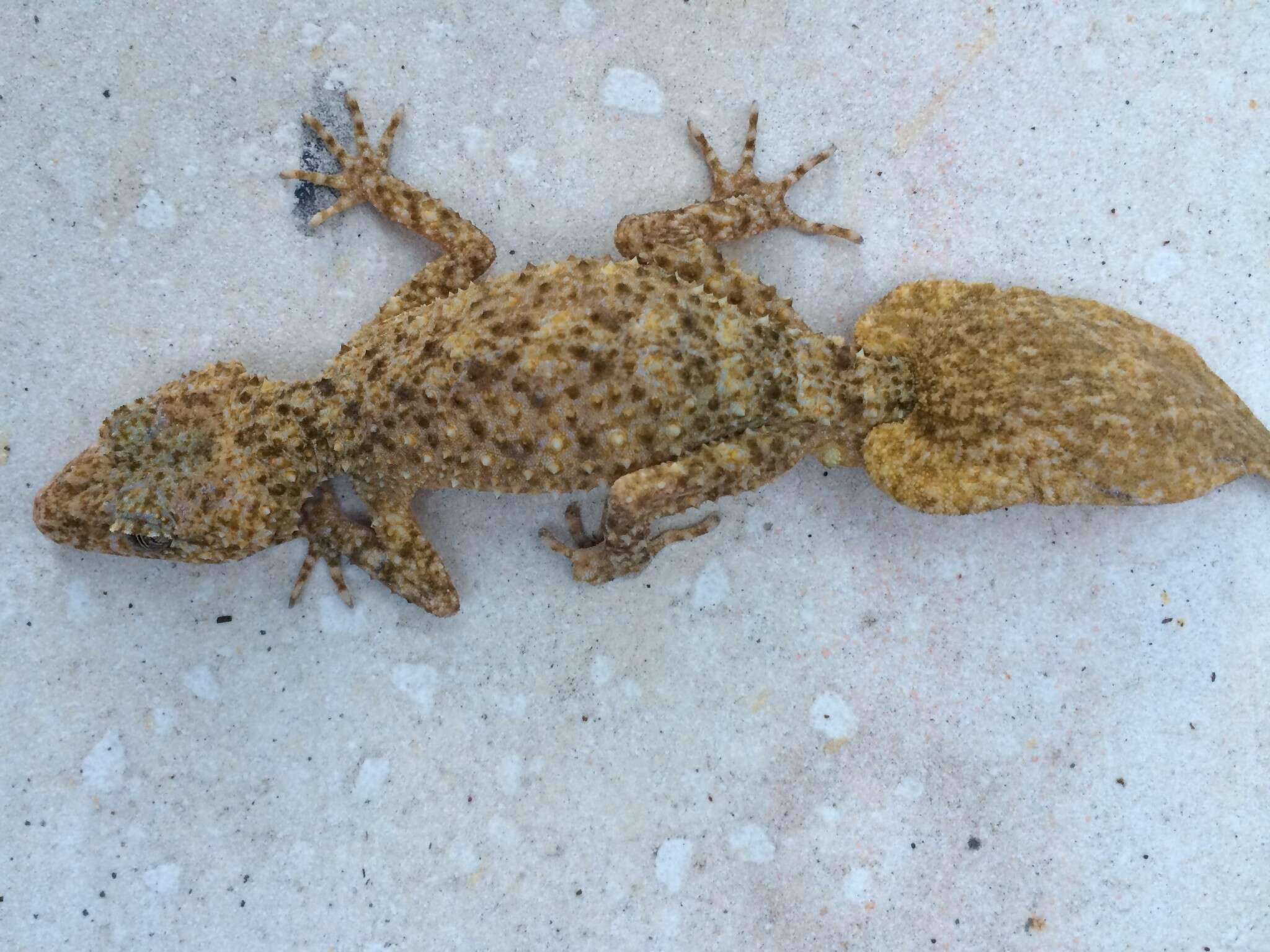 Image of Broad-tailed Gecko