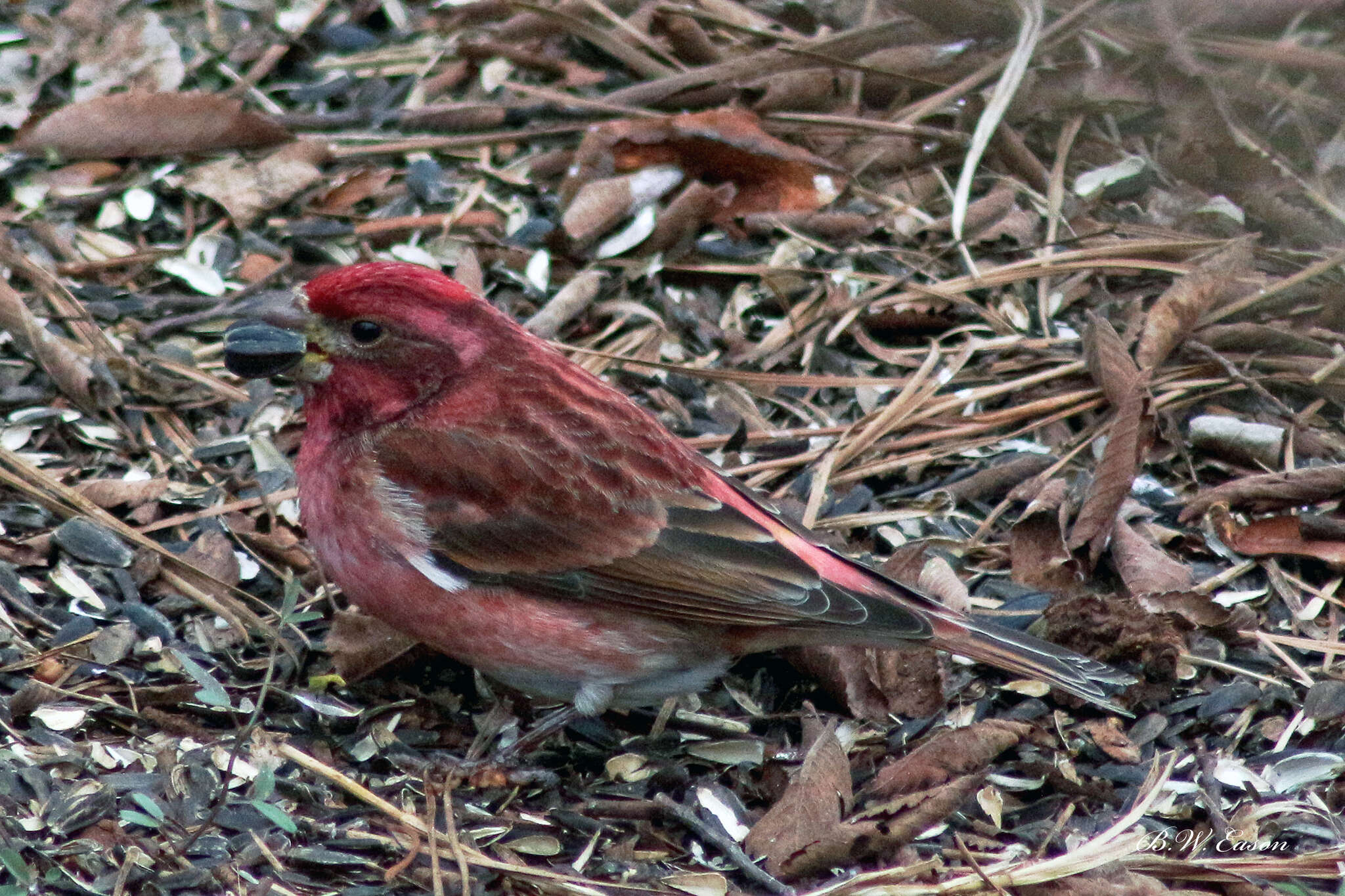 Image of Haemorhous Swainson 1837