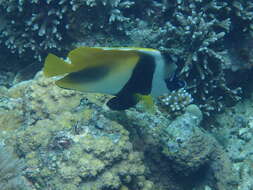 Image of Bannerfish