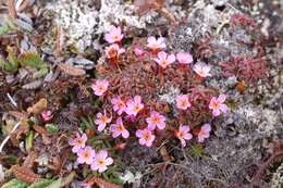 صورة Douglasia ochotensis (Willd. ex Roem. & Schult.) Hult.