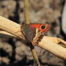 Image of Neomaenas coenonymphina Butler 1881