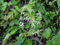 Sivun Saxifraga fortunei var. alpina (Matsumura & Nakai) Nakai kuva