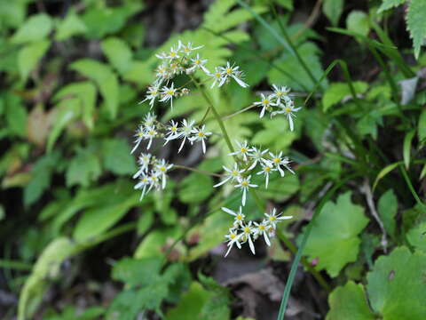 Image of Saxifraga fortunei var. alpina (Matsumura & Nakai) Nakai