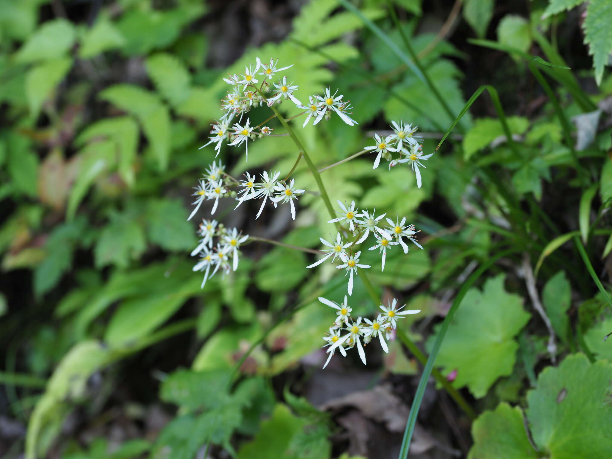 Plancia ëd Saxifraga fortunei var. alpina (Matsumura & Nakai) Nakai