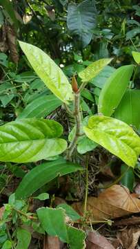 Plancia ëd Ficus sagittata J. König ex Vahl