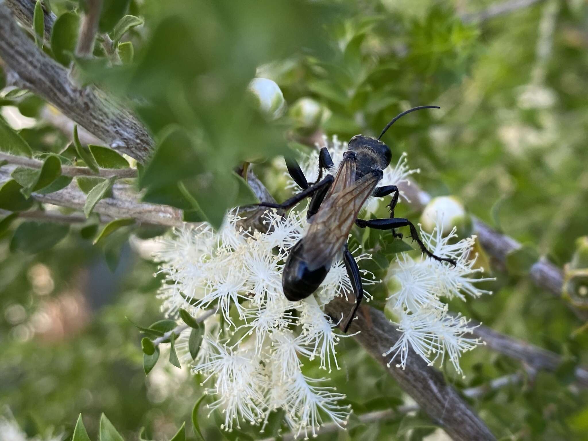 Sivun Prionyx saevus (F. Smith 1856) kuva