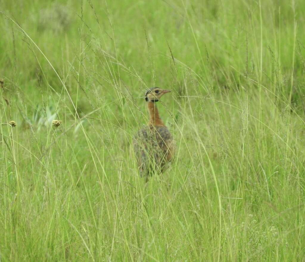 Imagem de Eupodotis senegalensis barrowii (Gray & JE 1829)