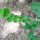 Lespedeza cyrtobotrya Miq. resmi