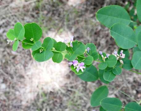 Imagem de Lespedeza cyrtobotrya Miq.