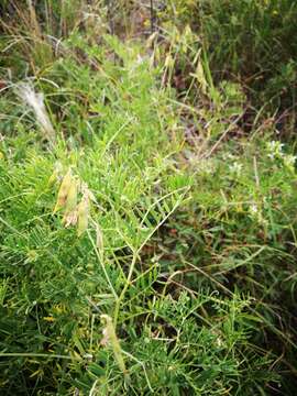 Imagem de Vicia tenuifolia Roth