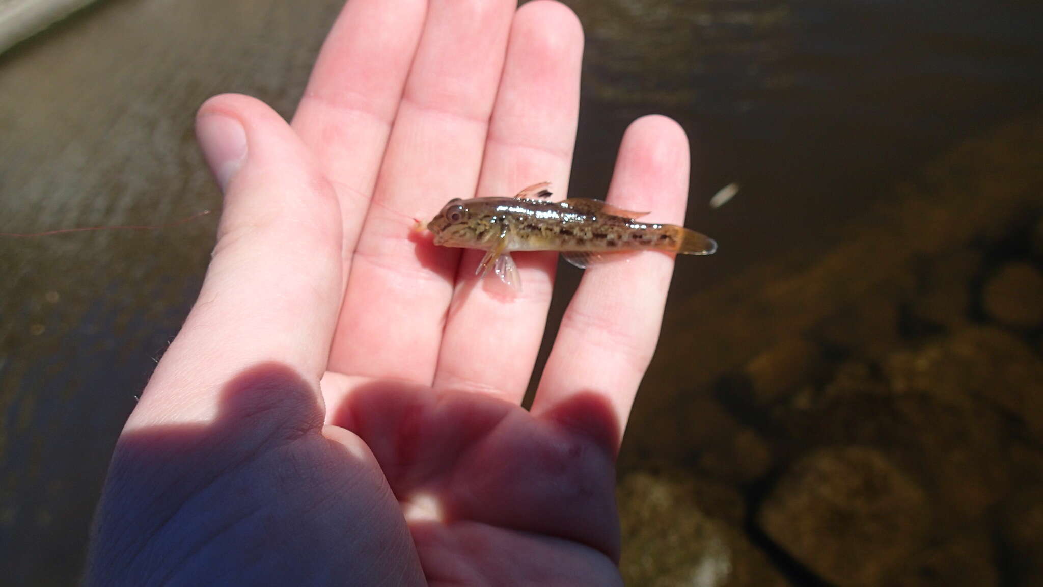 Image of Neogobius