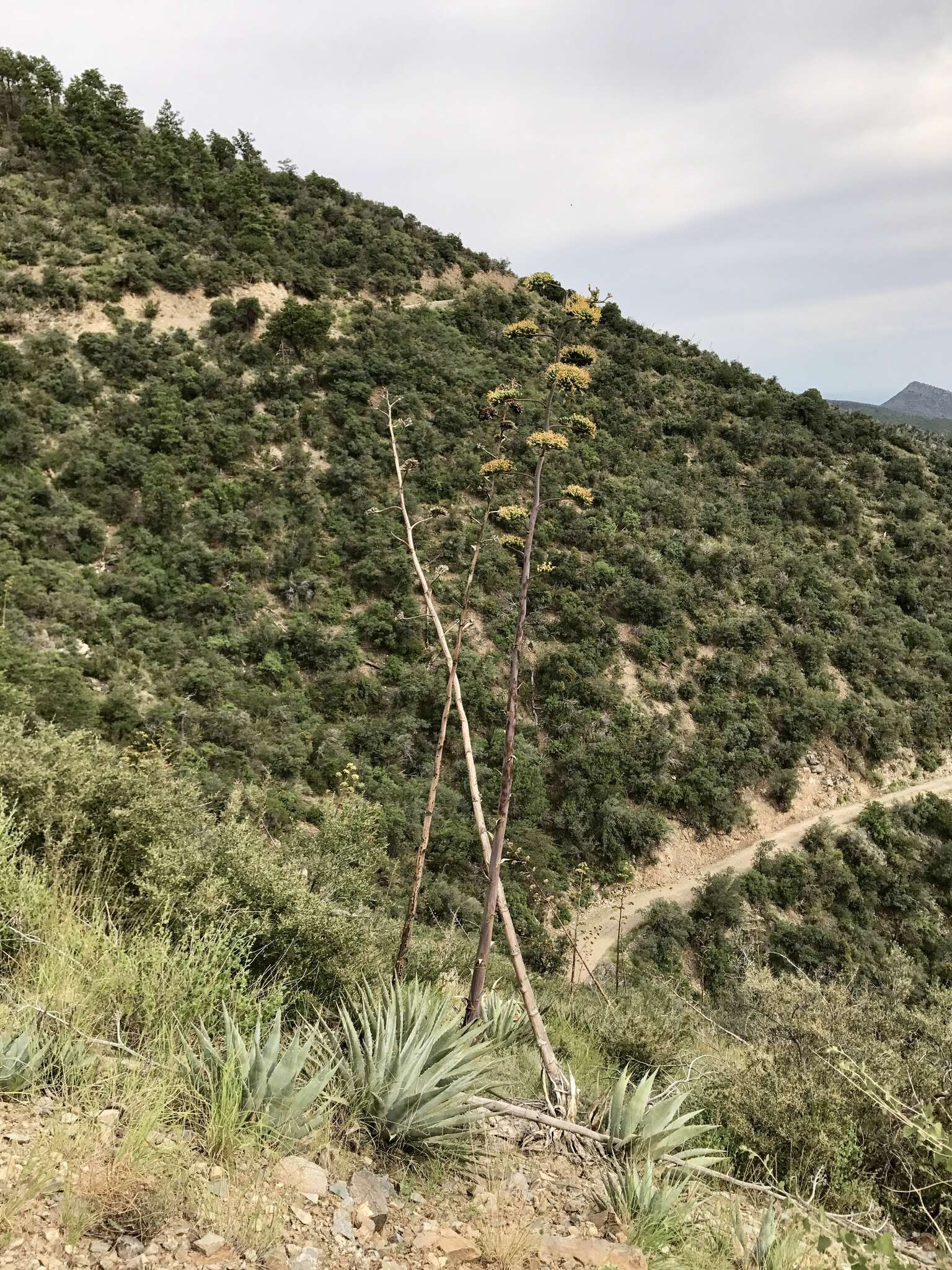 Agave chrysantha Peebles resmi