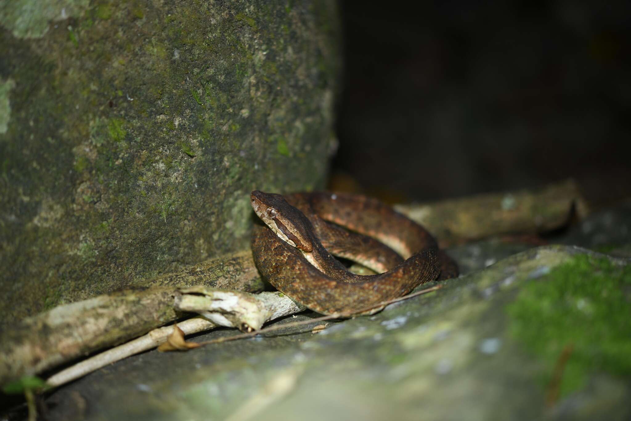 Image of Martinique Lancehead