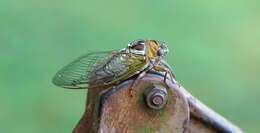 Image of Megatibicen pronotalis (Davis & W. T. 1938)