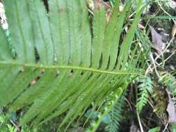 Imagem de Plagiogyria falcata Copel.