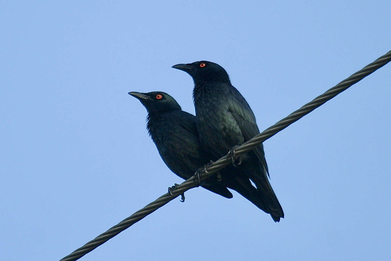 Plancia ëd Aplonis cantoroides (Gray & GR 1862)