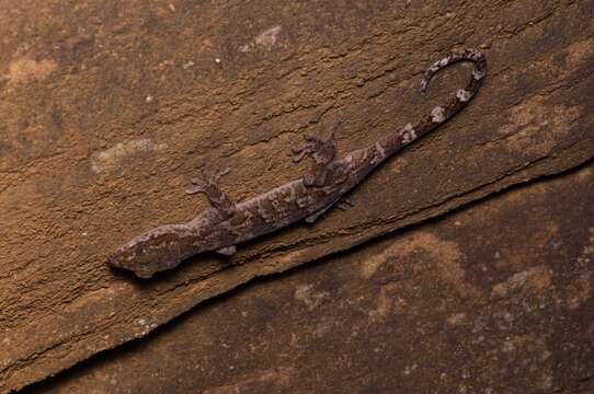 Image of Dumbara bent toed gecko