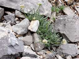 Plancia ëd Ipomopsis congesta subsp. crebrifolia (Nutt.) A. G. Day