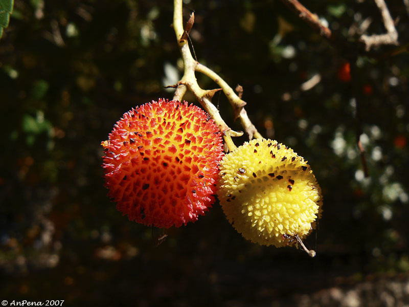 Image of Strawberry-tree