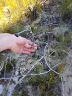 Image of Protea pityphylla Phillips