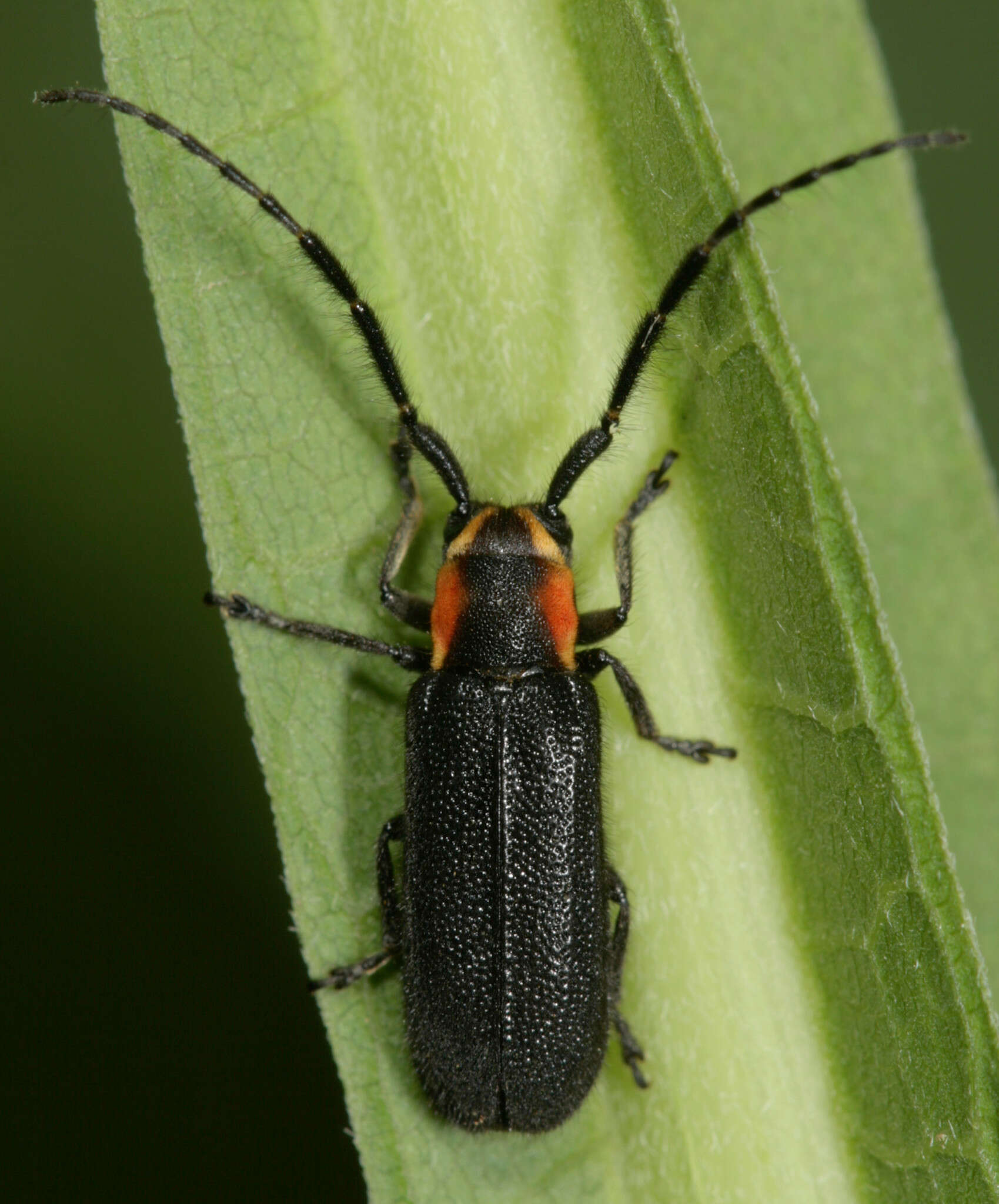 Image of Hemierana marginata ardens (Le Conte 1859)