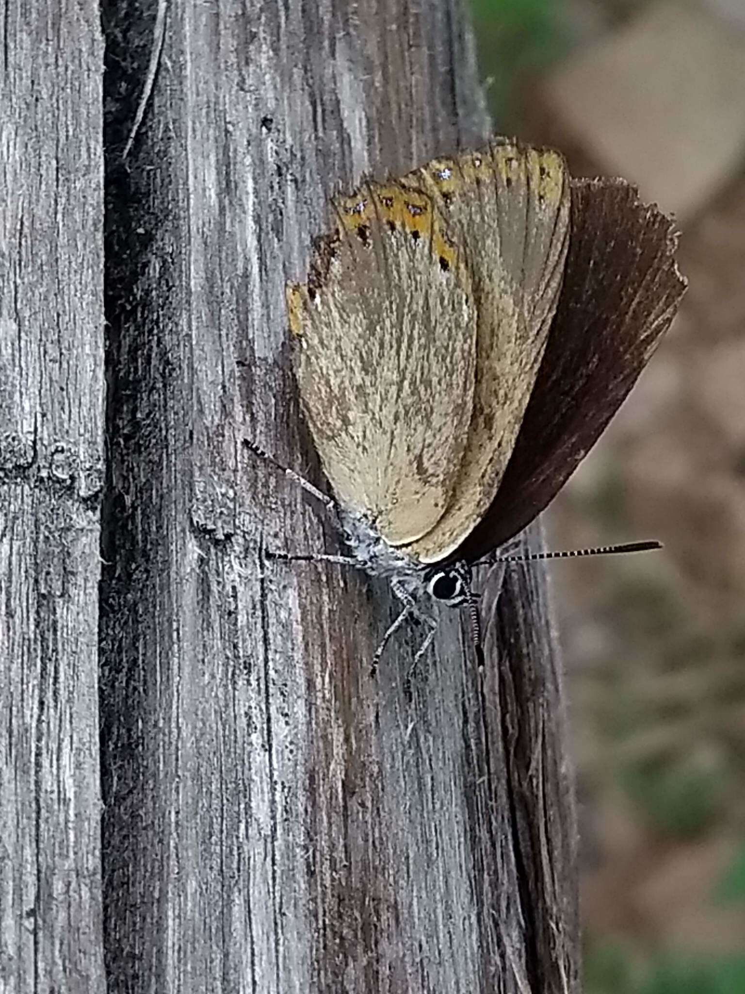 Image of Spanish Purple Hairstreak