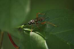 Image de Baryceros texanus (Ashmead 1890)