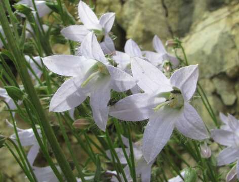 Image of Campanula sarmatica Ker Gawl.