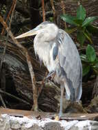 Image of Ardea herodias cognata Bangs 1903