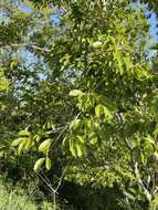 Image of violet tree