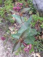 Image of heartleaf milkweed