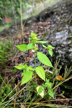 Image of brittlestem hempnettle