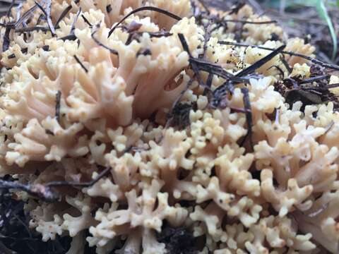 Ramaria magnipes Marr & D. E. Stuntz 1974的圖片