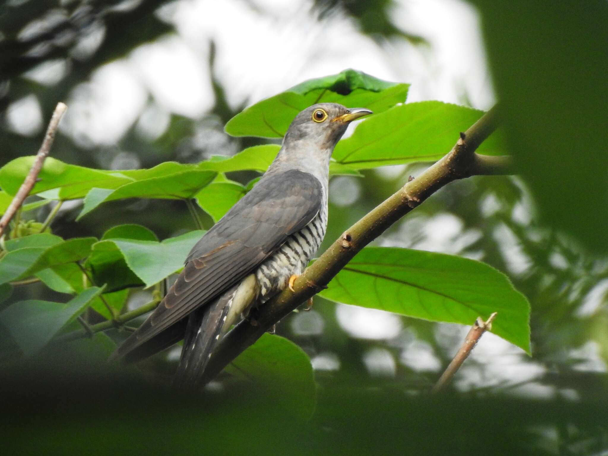 Image of Himalayan Cuckoo