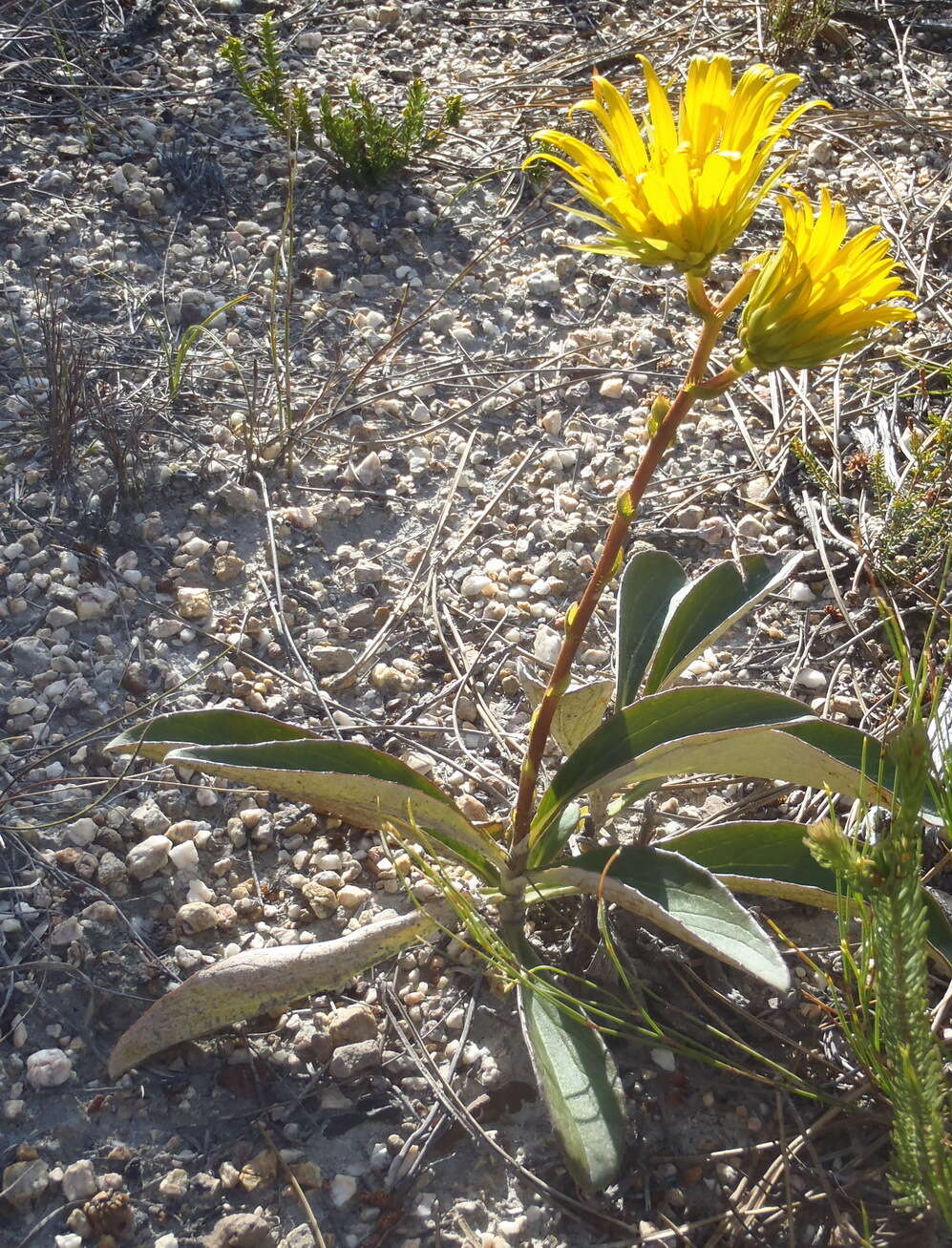 Imagem de Berkheya herbacea (L. fil.) Druce