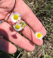 Image of prairie fleabane