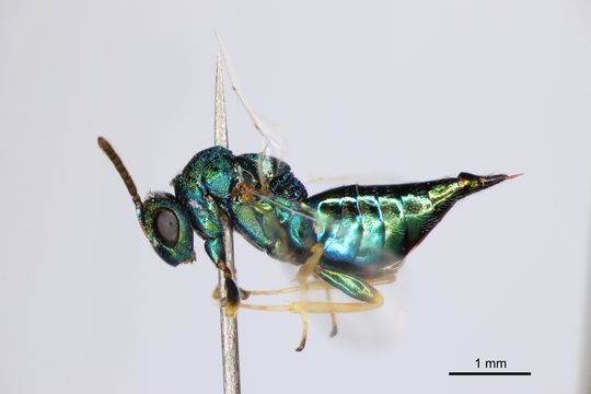 Image of <i>Pteromalus caudiger</i> (Graham 1969)