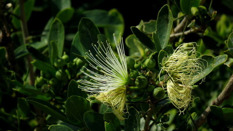 Image of Cucumber-bush