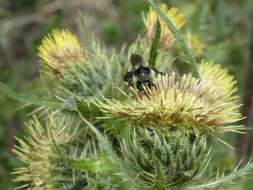 Plancia ëd Cirsium parryi (A. Gray) Petr.