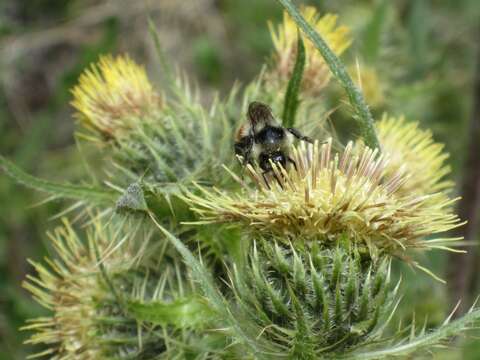 Image of Parry's thistle