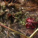 Sivun Utricularia quinquedentata F. Mueller ex P. Taylor kuva